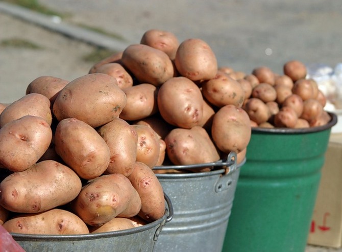 το μέγεθος της πατάτας επηρεάζει τον χρόνο εμφάνισής της