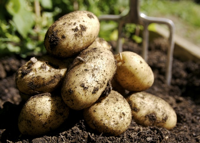 Príprava zemiakov na sadenie