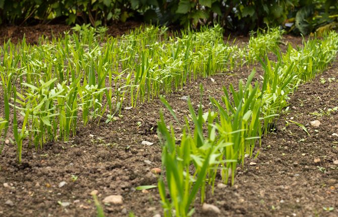Vihreä lanta varmistaa vihanneskasvien normaalin kasvun ja sadon
