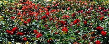 Πρώτα απ 'όλα, πρέπει να γνωρίζετε ότι τα τριαντάφυλλα έρχονται σε διαφορετικές ποικιλίες και διαφέρουν όχι μόνο στο σχήμα, το χρώμα, αλλά και στην ικανότητά τους να ανέχονται το κρύο. Για παράδειγμα, μια ποικιλία τριαντάφυλλων όπως τριαντάφυλλα πάρκου, υβρίδια τριαντάφυλλου και καναδική εκτροφή μπορούν να αδρανοποιήσουν χωρίς καταφύγιο. Αυτό συμβαίνει επειδή ανθίζουν μία φορά το χρόνο και καταφέρνουν να καλλιεργήσουν ξύλο. Όλα τα άλλα τριαντάφυλλα απαιτούν περισσότερη προσοχή.