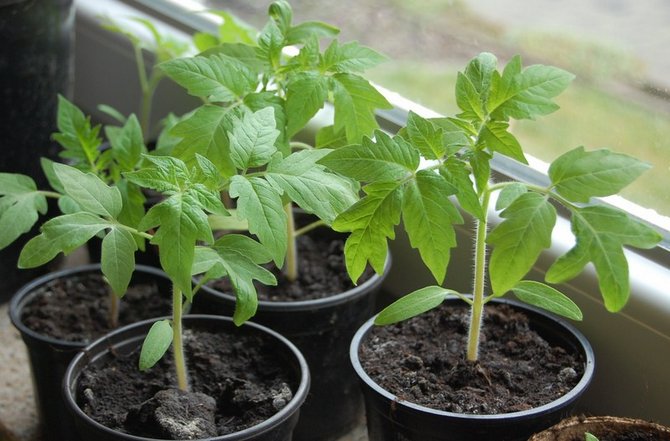 Forberedelse af tomatfrø til plantning af frøplanter