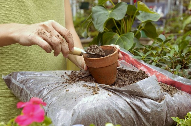 Fodring af indendørs planter