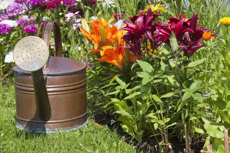 Topdressing af liljer om foråret. Hvad og hvornår liljer skal fodres under blomstringen