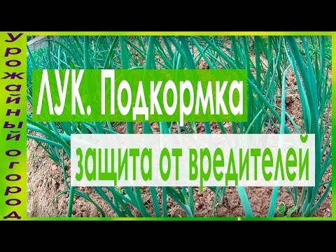 ΥΠΕΡΟΧΟ ΣΗΜΑΙΝΟ ΓΙΑ ΤΟ ΤΡΟΦΟΔΟΤΙΚΟ ΚΑΙ ΠΡΟΣΤΑΣΙΑ ΚΡΕΜΜΥΔΙΟΥ ΑΠΟ ΚΡΕΜΜΥΔΙ ΜΥΖΑ !!!