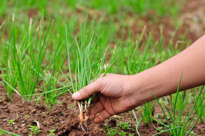 Najvyššia úprava cibule: minerálne a organické hnojivá pre cibuľu