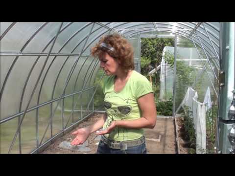 Video fodring af agurker. Websted sadovymir.ru