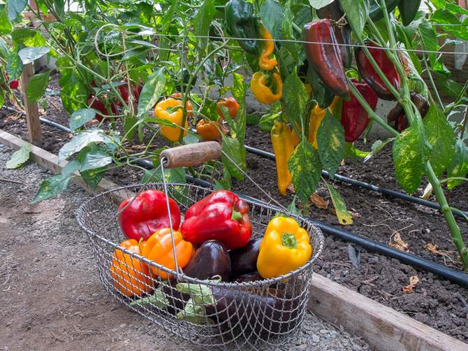 Topdressing af peberfrugter og auberginer