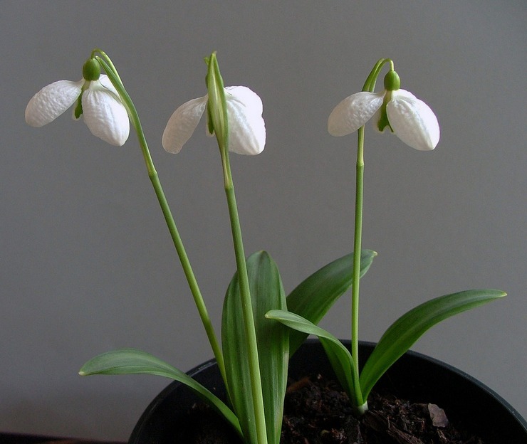 Αναπαραγωγή snowdrops