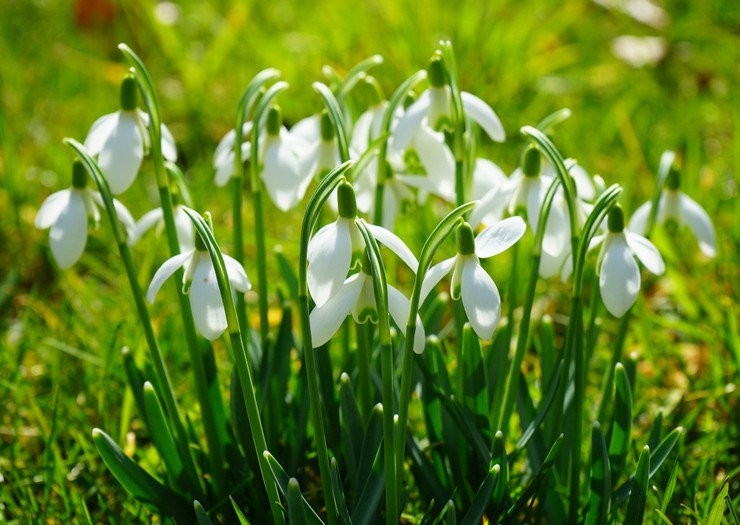 Τύποι και ποικιλίες snowdrop