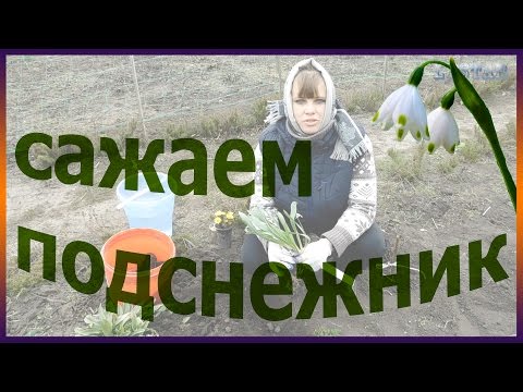 ako zasadiť snežienku doma výsadba pestovania snežienky zeleninová záhrada ružová záhrada kvetinová záhrada