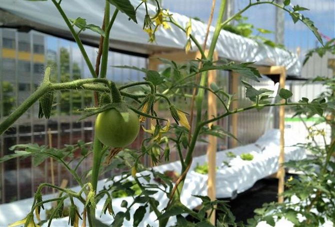 Výhody zimného výsevu paradajok