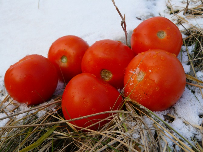 Zimný výsev paradajok