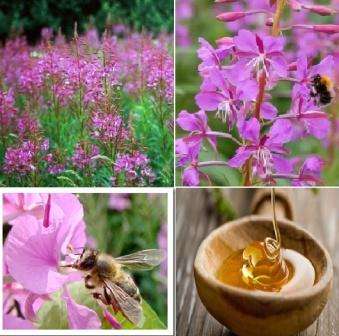 Το μέλι Fireweed έχει πολλές ευεργετικές ιδιότητες για τον άνθρωπο. Περιέχει μεγάλη ποσότητα βιταμινών, αμινοξέων, αντιοξειδωτικών. Έχει μαυριστικό αποτέλεσμα, είναι καλός αντισηπτικός και αντιιικός παράγοντας.