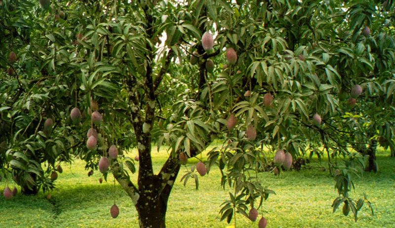 Fordelene ved mango og hvordan du kan dyrke den derhjemme