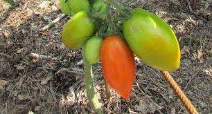هذه الطماطم لها شكل غير عادي ، لذلك من السهل التعرف عليها من الصورة أو الصورة على كيس البذور. مكوك الطماطم