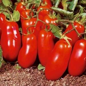 عندما تزرع في الهواء الطلق ، لا يتطلب هذا النوع من الطماطم العناية بها ، لذلك يمكنك سقيها وتسميدها مثل الأنواع الأخرى من الطماطم. من خلال ورقة أو ورقتين ، يتم وضع النورات ، والأولى تقع على المستوى