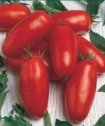 Tomaatti -sukkulan hedelmä on sen ainutlaatuisten ominaisuuksien mukaan melko pitkä. Voit kerätä hedelmiä ensimmäisiin syksyisiin pakkasiin asti. Voit kasvattaa tomaattikuljetusta paitsi avomaalla,