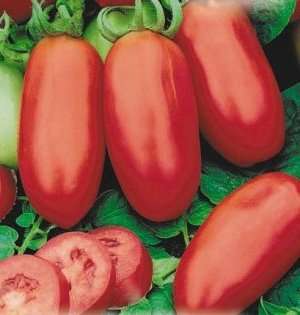 Μεταφορά ντομάτας: χαρακτηριστικά και περιγραφή της ποικιλίας