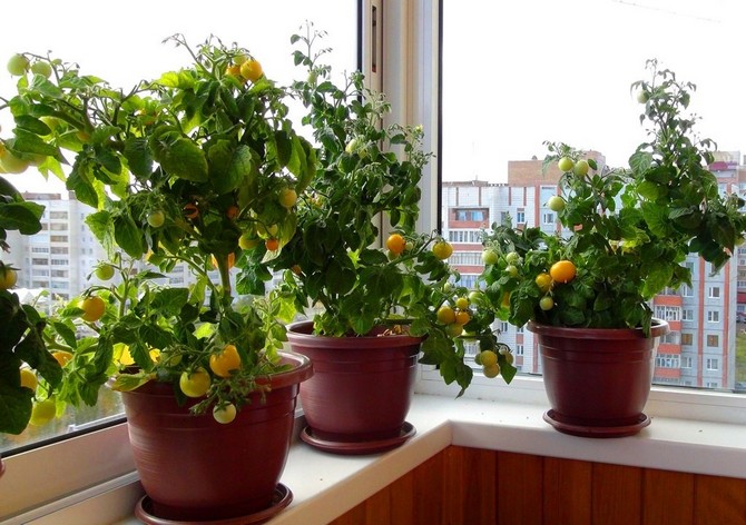 Cherry paradajky: pestovanie a starostlivosť doma