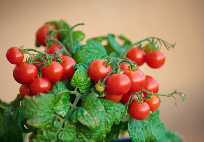 Cherry paradajky na parapete. Pestovanie a starostlivosť o domácnosť. Výsadba a chov