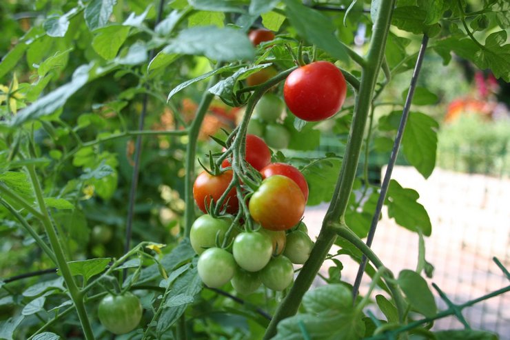 Ακόμη και κάτω από τις ίδιες συνθήκες στο θερμοκήπιο, ο χρόνος ωρίμανσης εξαρτάται από τη συγκεκριμένη ποικιλία ντομάτας.