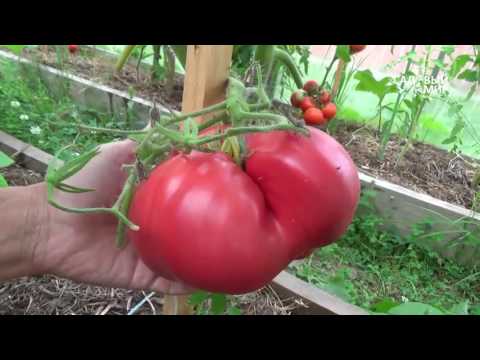 Odrody paradajok do skleníka. Stránky