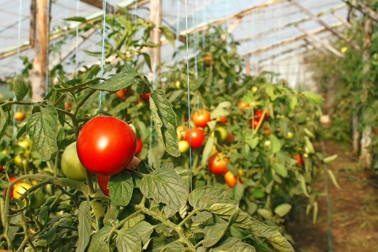 Najlepšie a najproduktívnejšie odrody paradajok pre skleníky, mrazuvzdorné