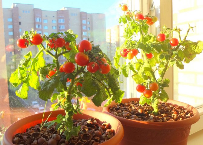 Πώς να καλλιεργήσετε ντομάτες στο περβάζι