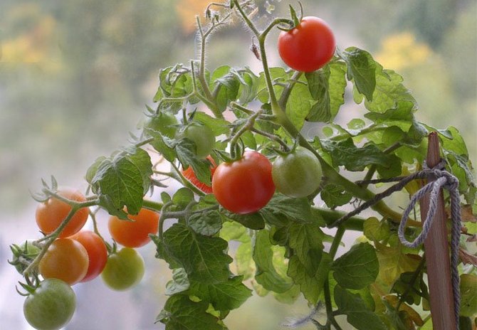 نصائح وحيل لزراعة الطماطم على حافة النافذة في المنزل