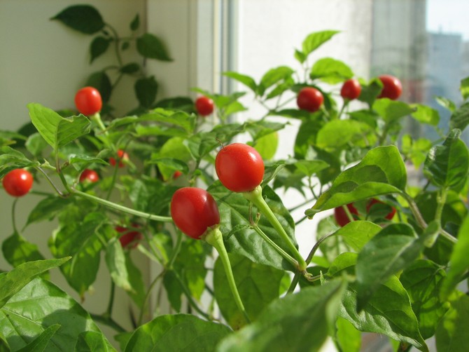 الطماطم على حافة النافذة. كيف تنمو الطماطم محلية الصنع