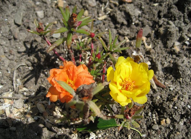 Plantning af purslane i åbent terræn