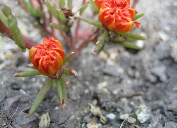 Purslane efter blomstring