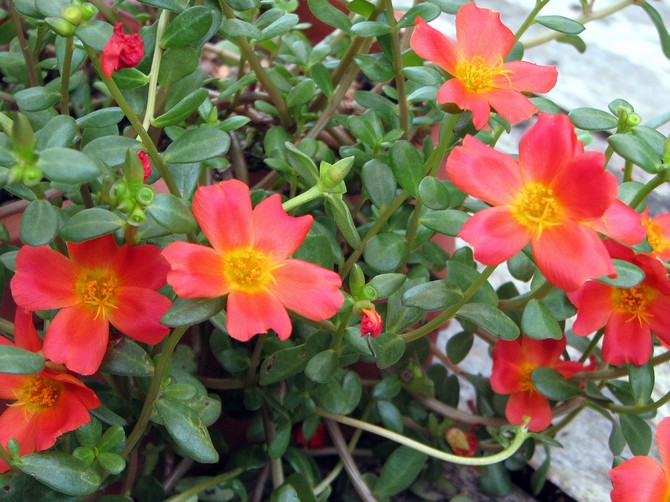 Typer af purslane