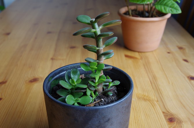 Fra forår til efterår har purslane brug for komplekse mineralforbindinger.