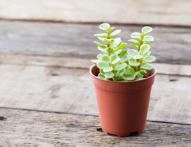 Reproduktion af portulacaria