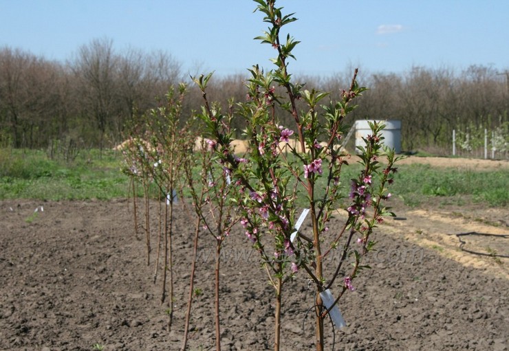 Sadenice marhule je možné vysadiť skoro na jar alebo začiatkom jesene