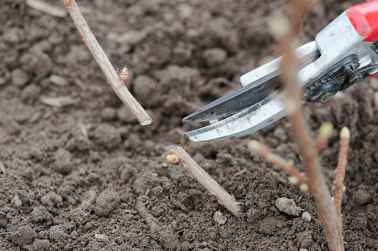 Grundlæggende regler for plantning af ribsplanter