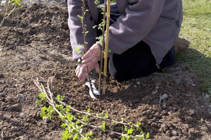 Plantning af solbær i efteråret