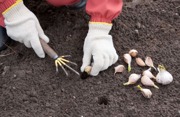 Plantning af vinter hvidløg