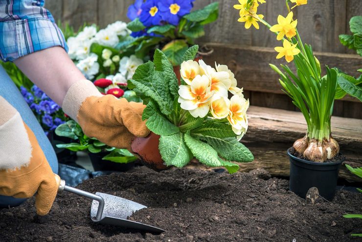 Plantning af blomster til frøplanter. Voksende blomsterplanter, såning af frø til frøplanter