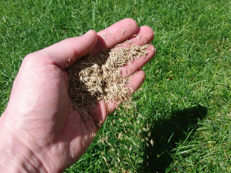 Plantning af en græsplæne eller såning af græsplæne i efteråret