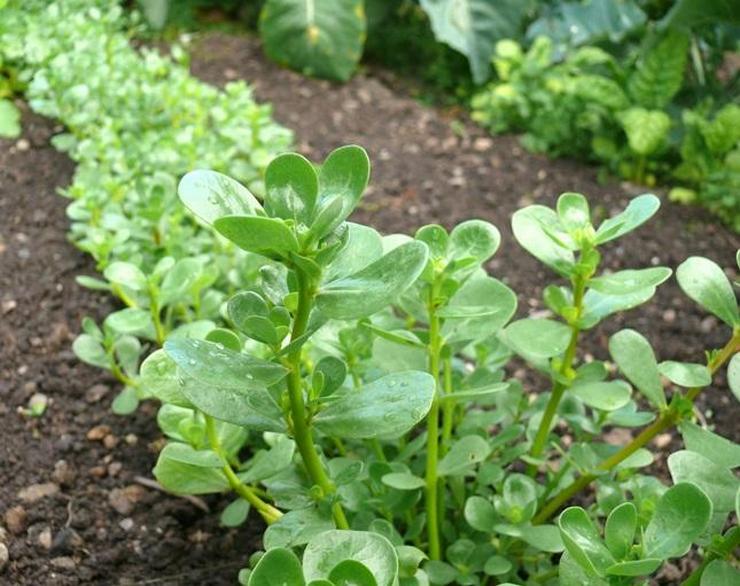 يُنصح بزراعة نباتات السماد الأخضر في أواخر أغسطس - أوائل سبتمبر.