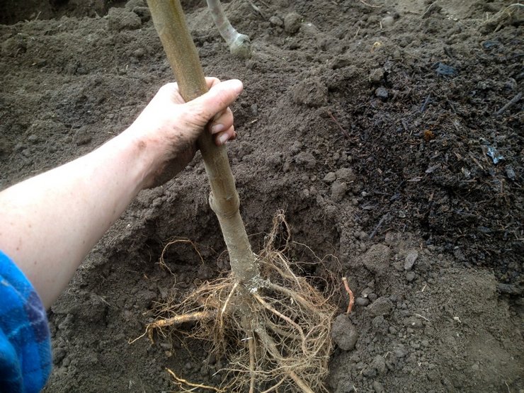 Plantning og pleje af en pære