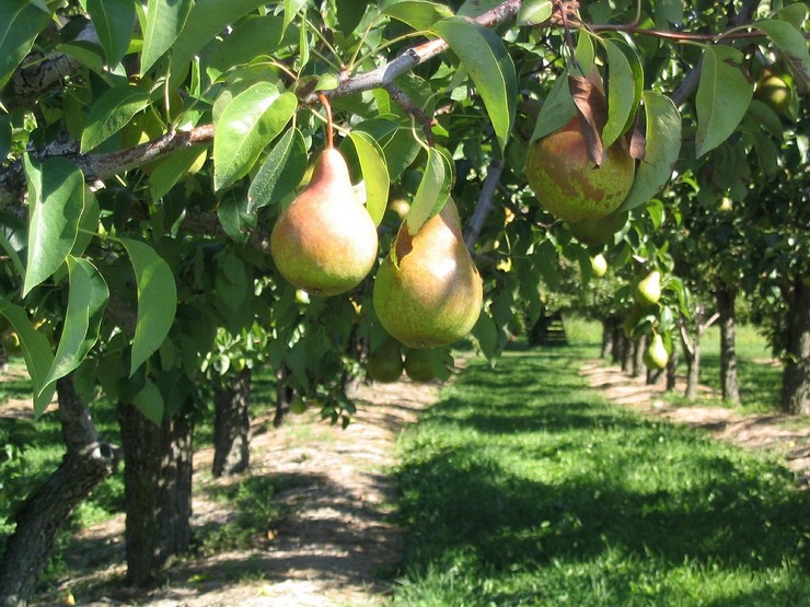 Plantning af pærer om efteråret. Sådan plantes en pære om efteråret