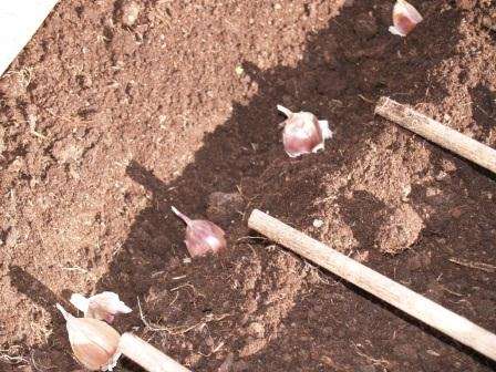 في العقد الأول من شهر سبتمبر ، يجدر إلقاء نظرة فاحصة على الخضار ، وكذلك اختيار مكان لزراعة الثوم الشتوي. من المقبول عمومًا أن يُزرع الثوم بعد خضروات الحبوب: الملفوف ، الخيار ، الكوسة ، القرع ، البطيخ.