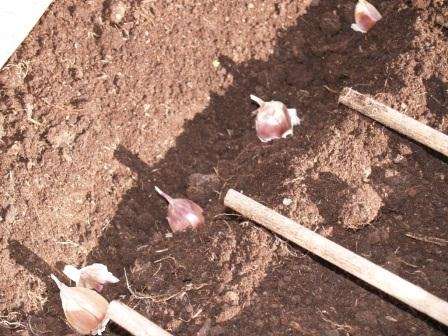 I det første årti af september er det værd at se nærmere på grøntsagen og også vælge et sted til plantning af vinterhvidløg. Det er generelt accepteret, at hvidløg skal plantes efter korngrøntsager: kål, agurker, zucchini, squash, vandmeloner.