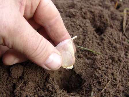 Vinter hvidløg plantning og pleje, hvornår man skal høste, nyttige tips