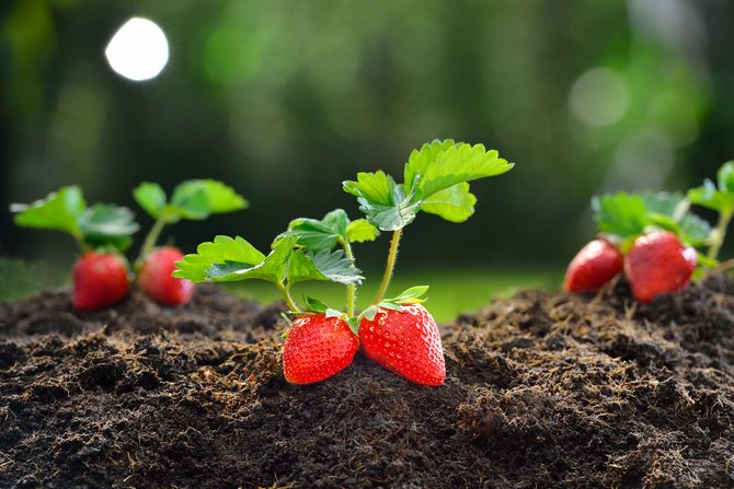 du kan transplantere jordbærplanter om foråret og efteråret