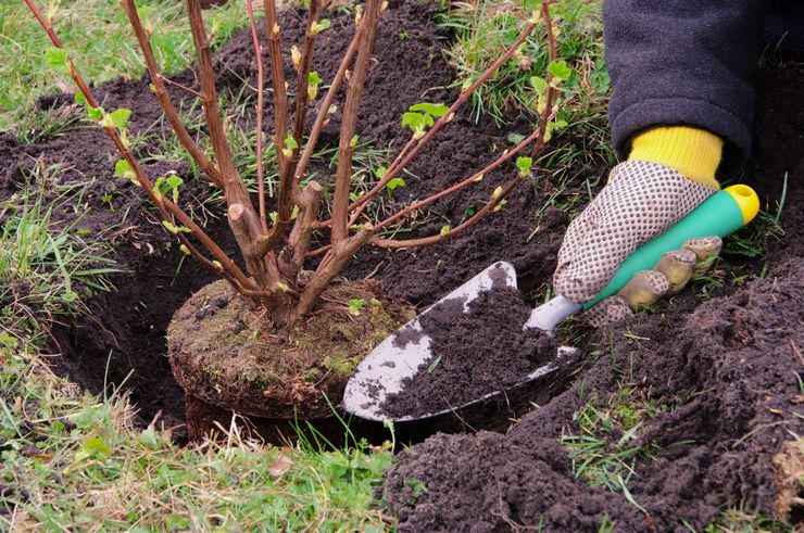 Plantning af buske om efteråret