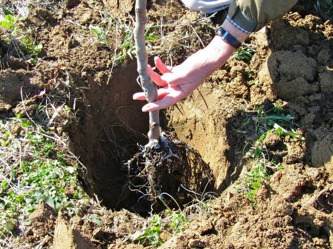 Plantning af frugttræer ved hjælp af riller